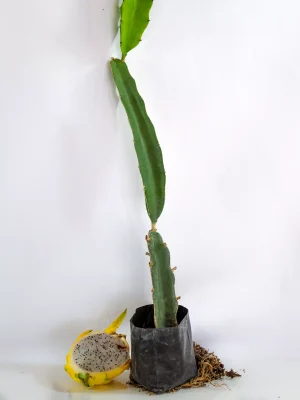 AnyConv.com__Planta Amarilla