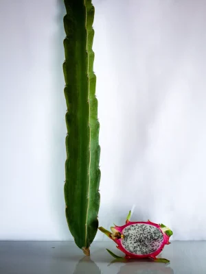 AnyConv.com__Planta Blanca(1)