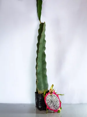 AnyConv.com__Planta Blanca(2)