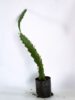 AnyConv.com__Planta Fucsia