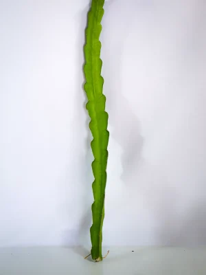 AnyConv.com__Planta Fucsia(1)