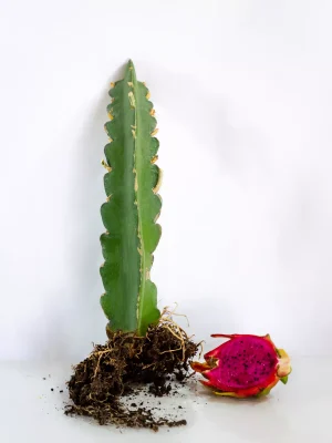 AnyConv.com__Planta Fucsia(2)