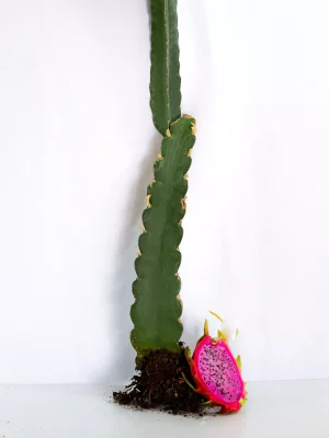 AnyConv.com__Planta Rosa