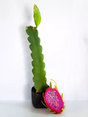 AnyConv.com__Planta Rosa(1)