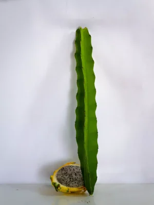 AnyConv.com__Planta amarila